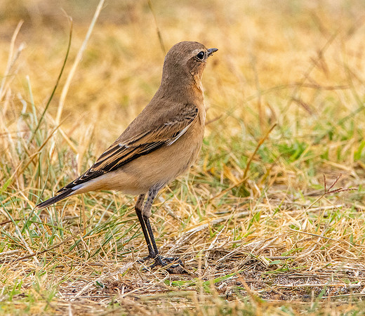 Northern Wheatear