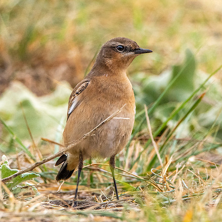 Northern Wheatear