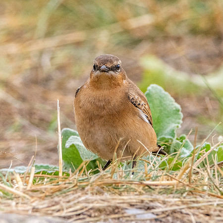 Northern Wheatear