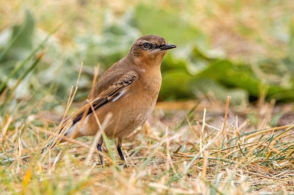 Northern Wheatear