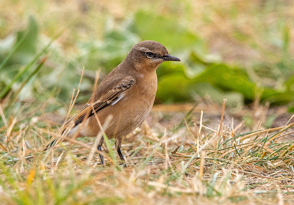 Northern Wheatear