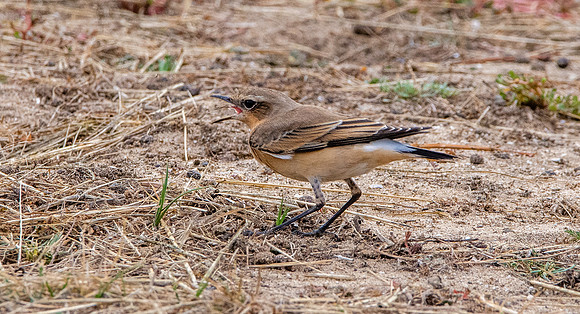 Northern Wheatear
