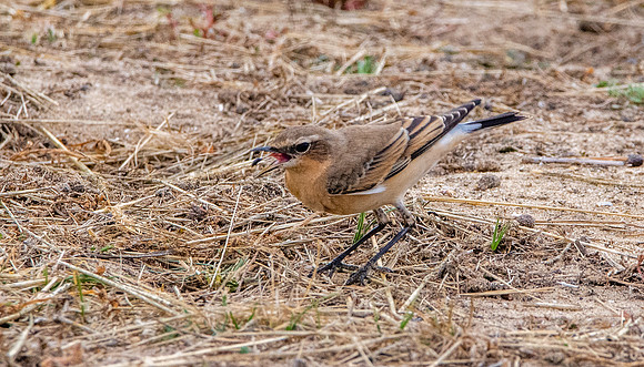 Northern Wheatear