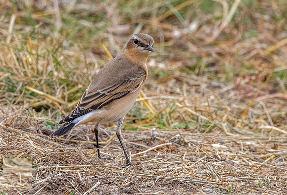 Northern Wheatear