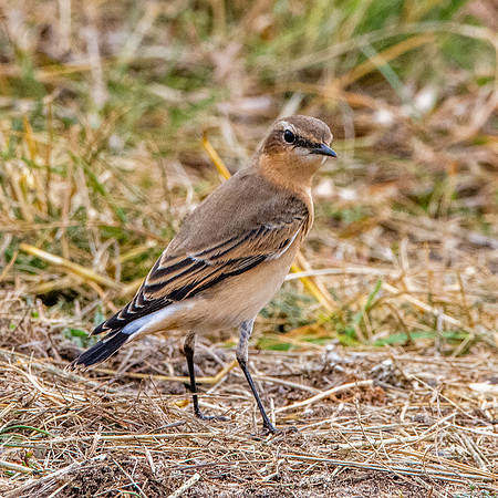 Northern Wheatear