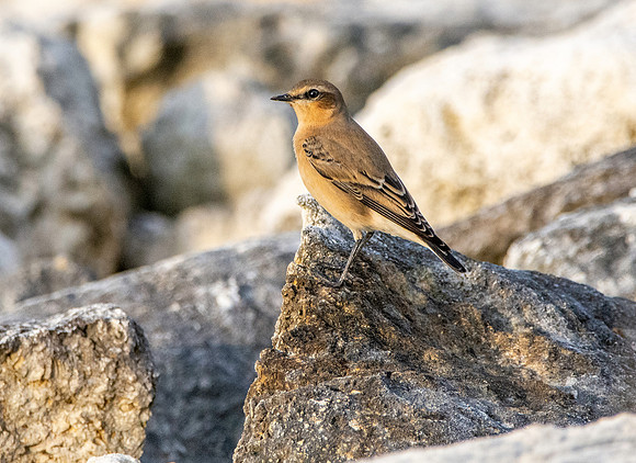 Northern Wheatear