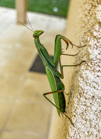 Praying mantis
