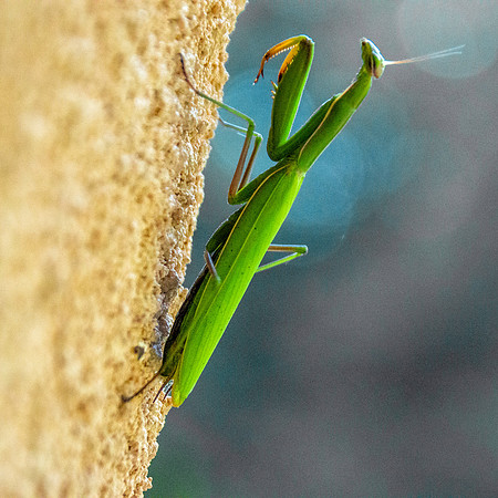 Praying mantis