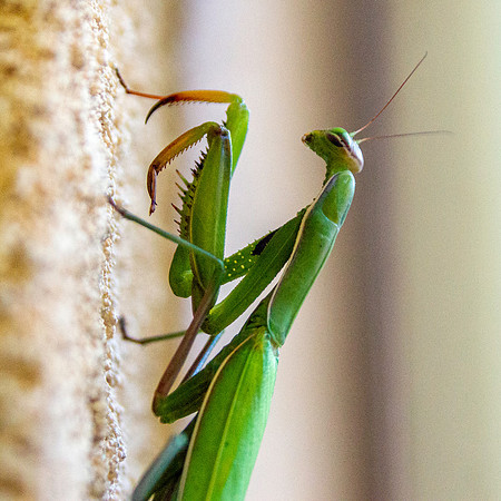 Praying mantis