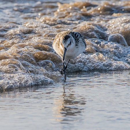 Sanderling