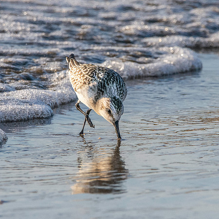 Sanderling