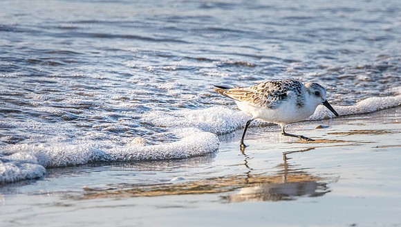 Sanderling