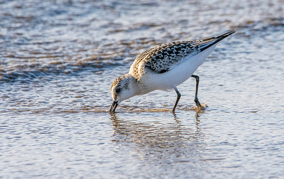 Sanderling