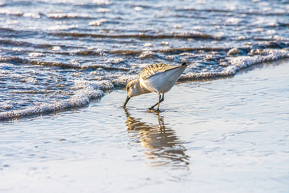 Sanderling