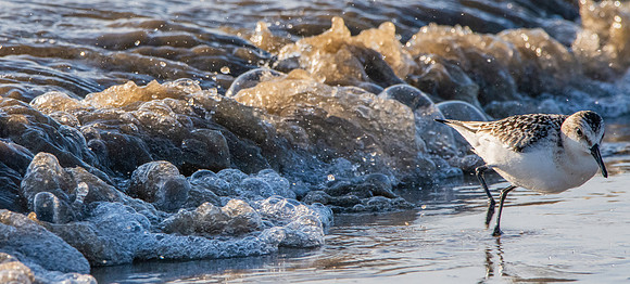 Sanderling