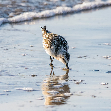Sanderling