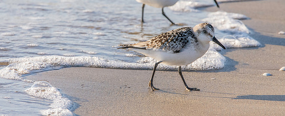 Sanderling