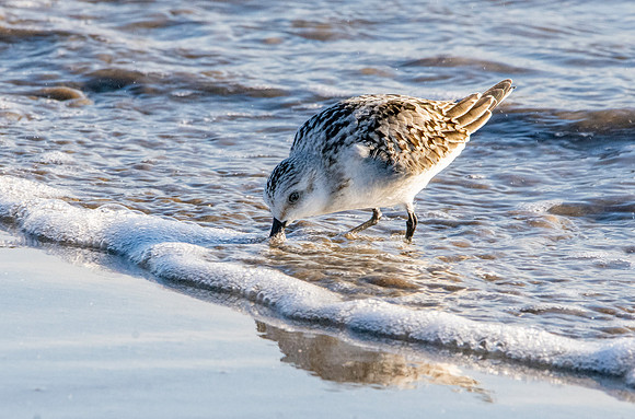 Sanderling