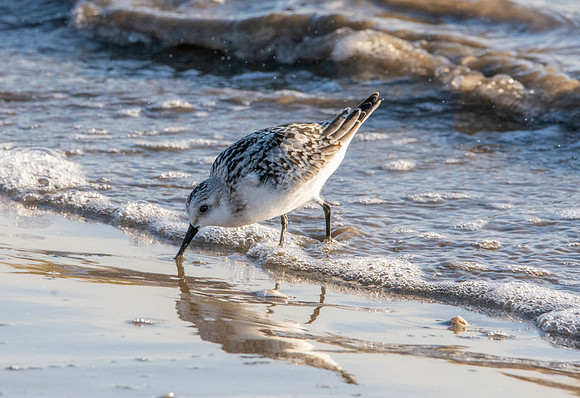 Sanderling
