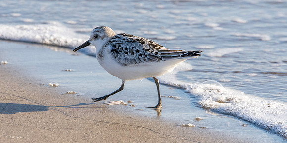 Sanderling