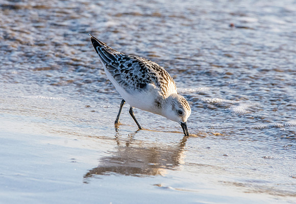 Sanderling