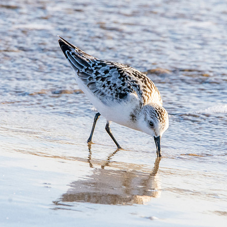 Sanderling