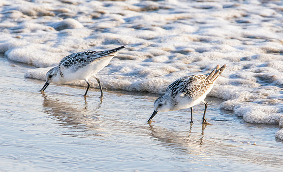 Sanderling