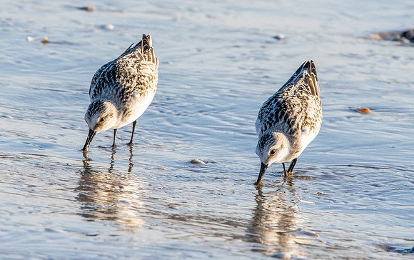 Sanderling