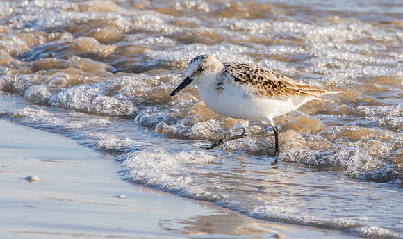 Sanderling