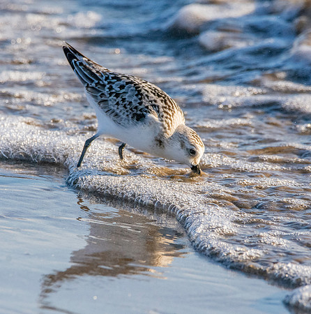 Sanderling
