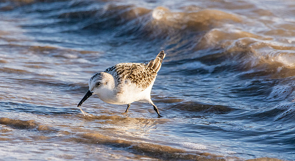 Sanderling