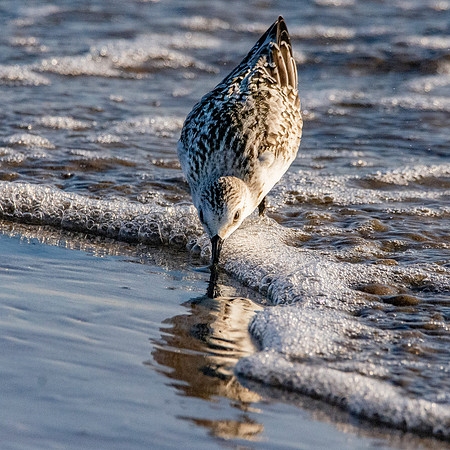 Sanderling