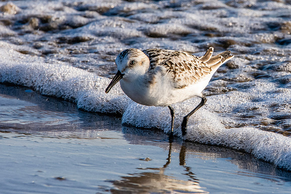 Sanderling