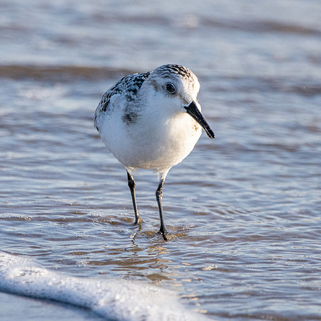 Sanderling