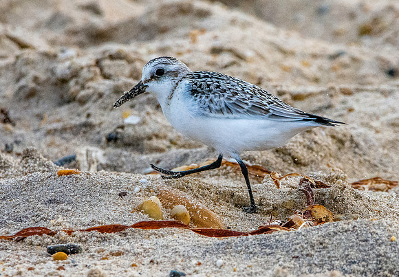 Sanderling