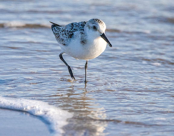Sanderling