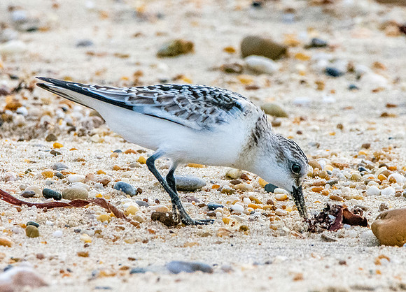 Sanderling