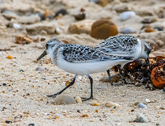 Sanderling