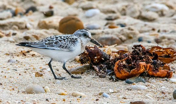 Sanderling