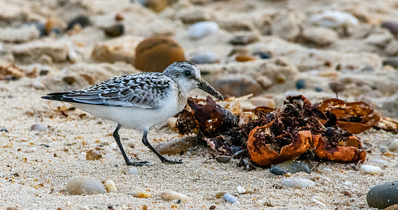 Sanderling