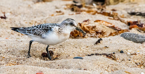 Sanderling