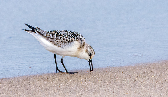 Sanderling