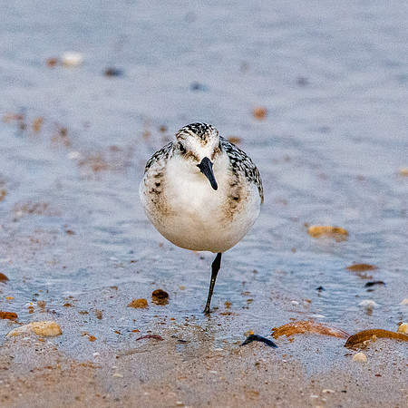 Sanderling