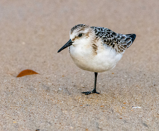 Sanderling