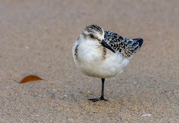 Sanderling