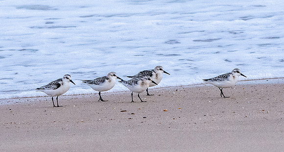Sanderling