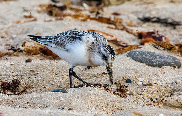 Sanderling