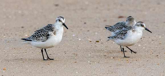 Sanderling