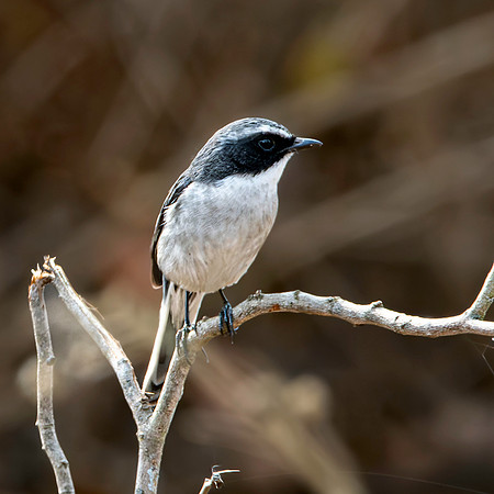 Male Grey bush chat