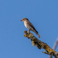 Spotted flycatcher